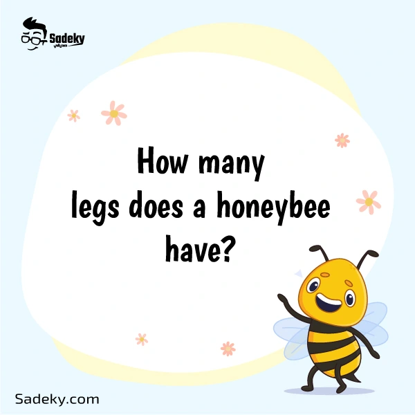 How many legs does a honeybee have