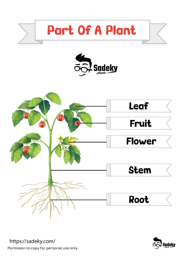 Part of a plant infographic