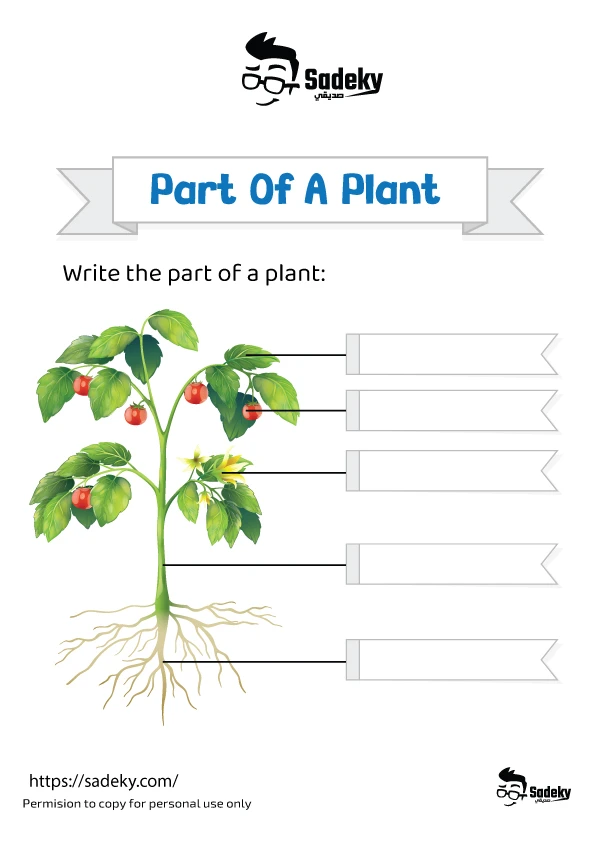 Part of a plant worksheet