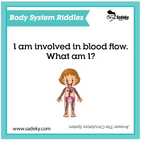 Human body system riddles for kids