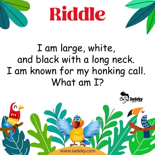 Riddles on Birds