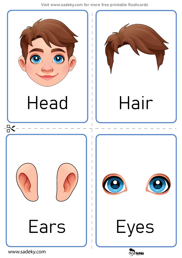 parts of the body flash cards