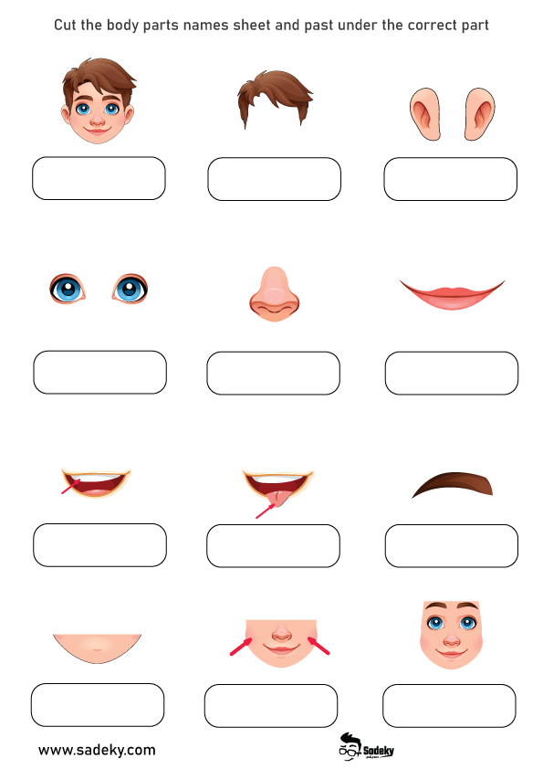 parts of the body flash cards for kids مكونات جسم الإنسان بالصور