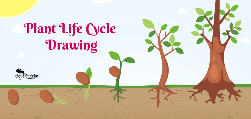 Plant Life Cycle Drawing Printable