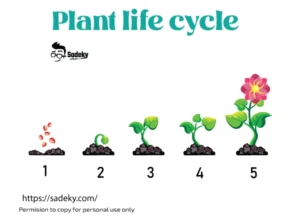 Plant Life Cycle Drawing
