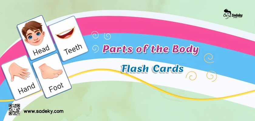 parts of the body flash cards